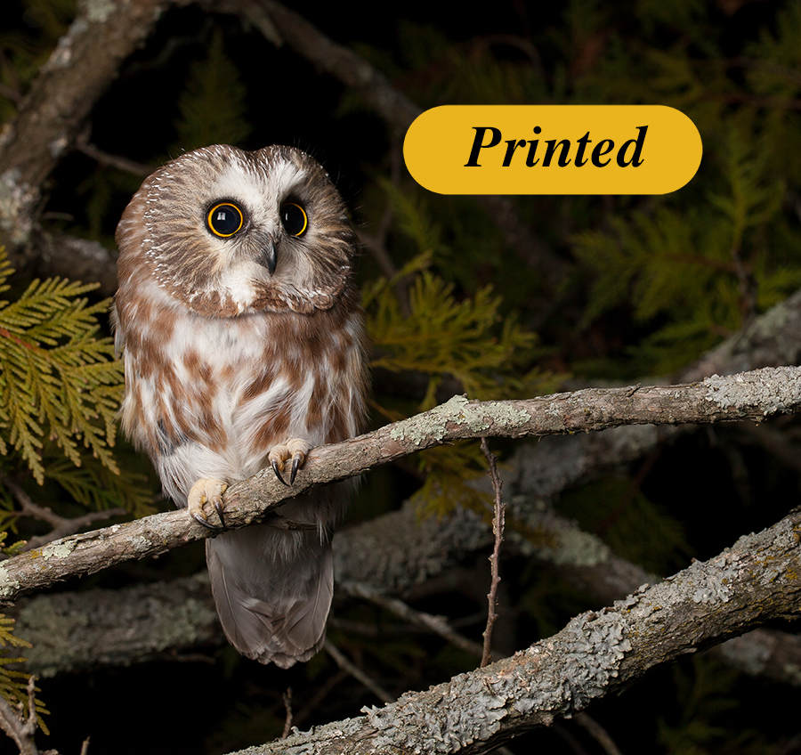 Adopt an Owl - Printed Certificate
