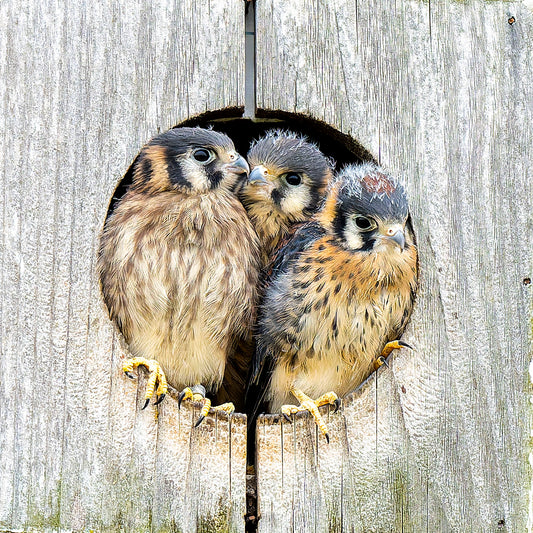 Adopt-a-Box Seasonal Option